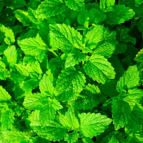 "Peppermint Pudina Herb Seeds " - Branzia Herbs