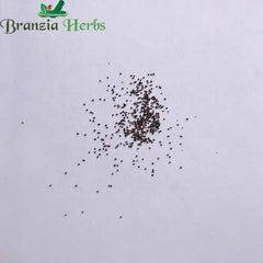 "Peppermint Pudina Herb Seeds " - Branzia Herbs