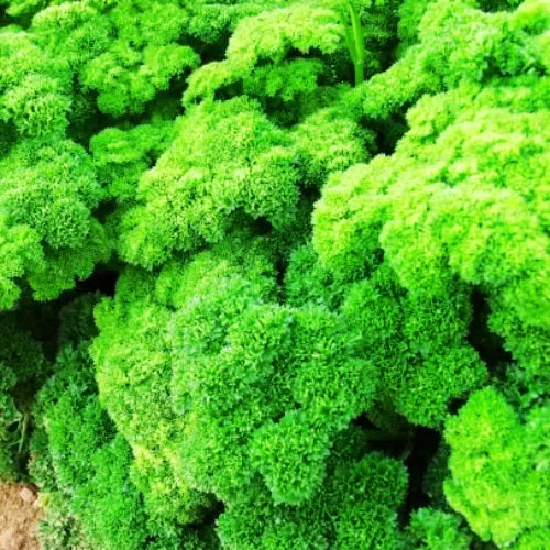 "Parsley Moss Curled Imported Herb Vegetable Seeds " - Branzia Herbs