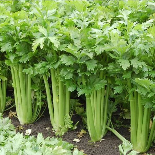 "Celery Seeds | Herb Seeds " - Branzia Herbs