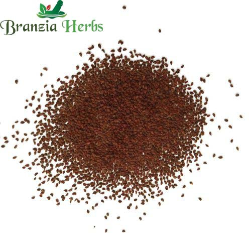 "Celery Seeds | Herb Seeds " - Branzia Herbs