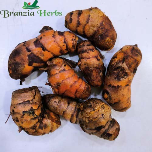 "Turmeric Haldi Bulb | Herb Seeds " - Branzia Herbs