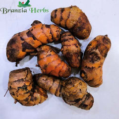 "Turmeric Haldi Bulb | Herb Seeds " - Branzia Herbs