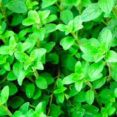 "Oregano Herb Seeds " - Branzia Herbs