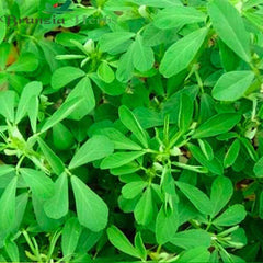 "Kasuri Methi Seeds | Herb Seeds " - Branzia Herbs