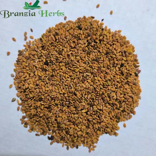 "Kasuri Methi Seeds | Herb Seeds " - Branzia Herbs