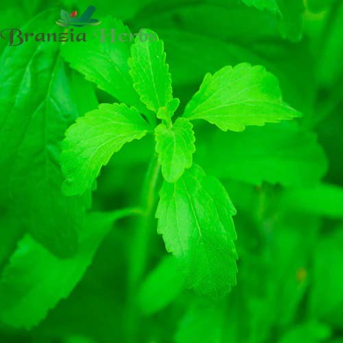 "Stevia Sweet Leaves Herb Seeds " - Branzia Herbs