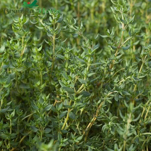"Thyme Herb Seeds " - Branzia Herbs