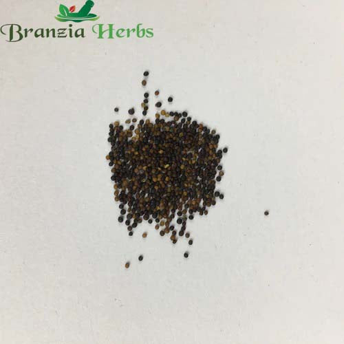 "Thyme Herb Seeds " - Branzia Herbs