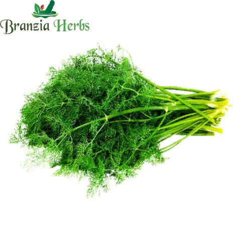 "Dill Herb Seeds " - Branzia Herbs