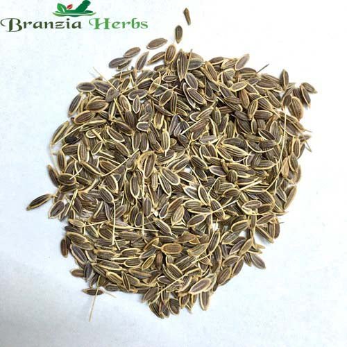 "Dill Herb Seeds " - Branzia Herbs