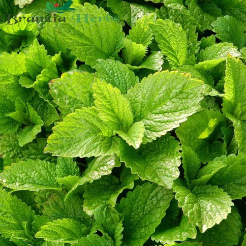 "Lemon Balm Herb Seeds " - Branzia Herbs