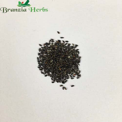 "Lemon Balm Herb Seeds " - Branzia Herbs