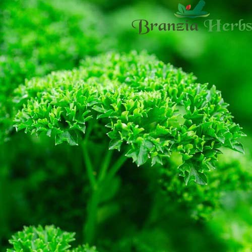 "Parsley Herb Seeds " - Branzia Herbs