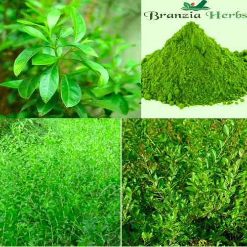 "Henna Mehandi Plant Seeds | Herb Seeds " - Branzia Herbs