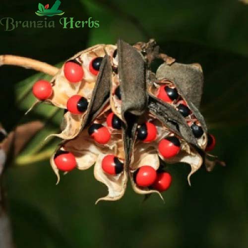 "Red Gunja Seeds Chirmi Gurinvida Beads Ratti Gumchi | Herb Seeds " - Branzia Herbs