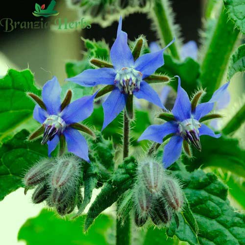 "Borage Herb Seeds " - Branzia Herbs