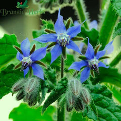 "Borage Herb Seeds " - Branzia Herbs