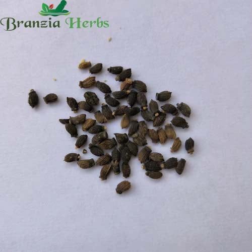 "Borage Herb Seeds " - Branzia Herbs