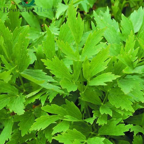 "Lovage Herb Seeds " - Branzia Herbs