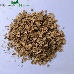 "Lovage Herb Seeds " - Branzia Herbs