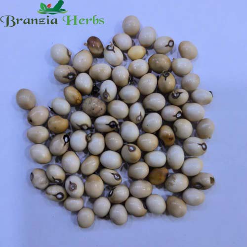 "Gunja Safed White Gunja | Abrus Precatorius White Chirmi | Herb Seeds " - Branzia Herbs