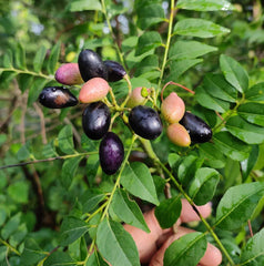 Curry Leaf Seeds | Murraya Koenigii | Indian Kadi Patta Plant Seeds | Herbal Garden Seeds