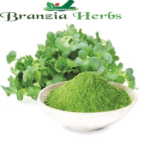 Alfalfa Leaf Powder