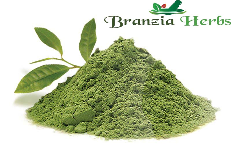 Green Tea Powder