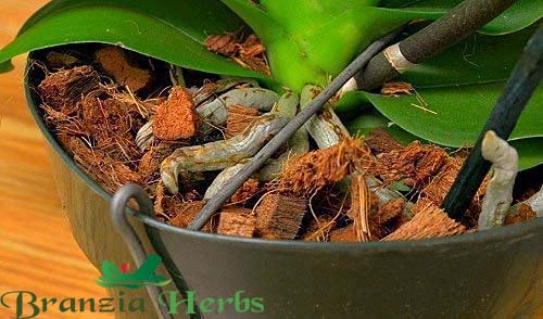 Coconut Husk Chips Soil-Less Orchid Potting Mix for Orchid, anthurium, Hoyas and catteleya