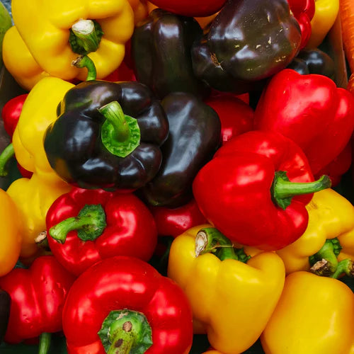 "Capsicum Mix F1 Hybrid Shimla Mirch | Vegetable Seeds " - Branzia Herbs