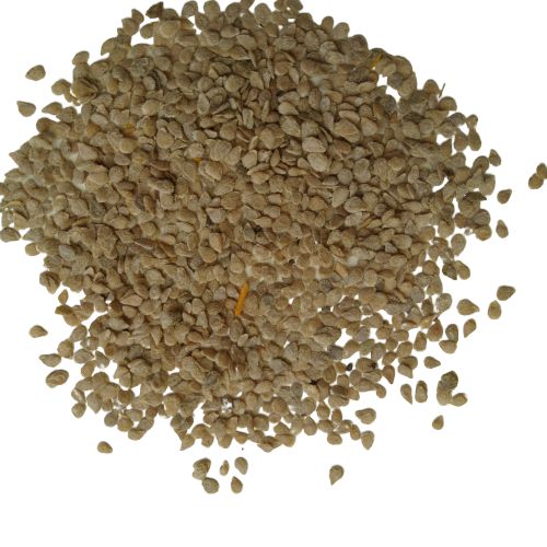 "Cherry Tomato | Vegetable Seeds " - Branzia Herbs