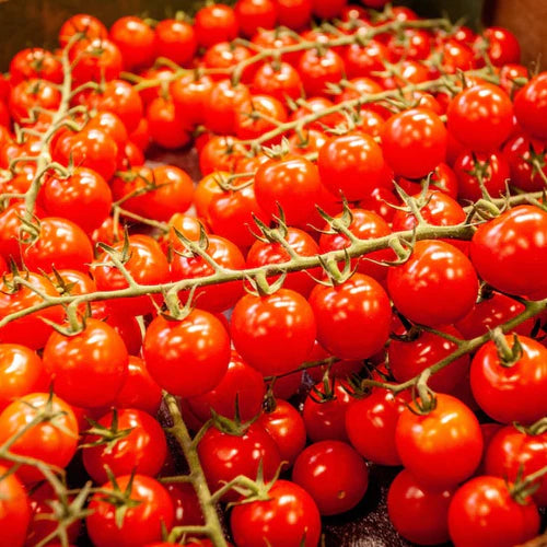 "Cherry Tomato | Vegetable Seeds " - Branzia Herbs