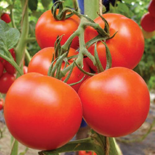 "Tomato F1 | Vegetable Seeds " - Branzia Herbs