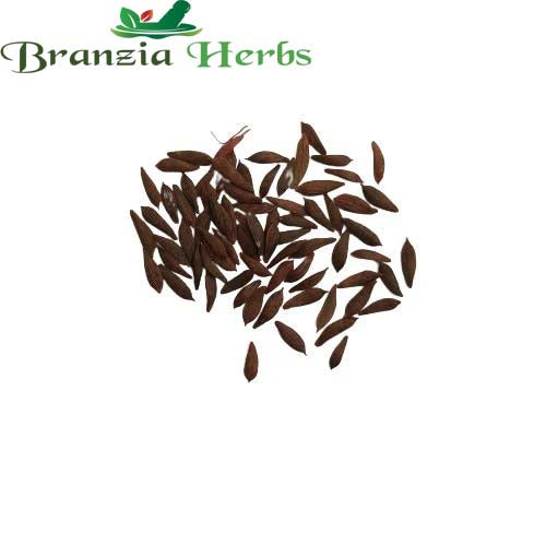 "Lettuce Green Salad Seeds | Vegetable Seeds " - Branzia Herbs