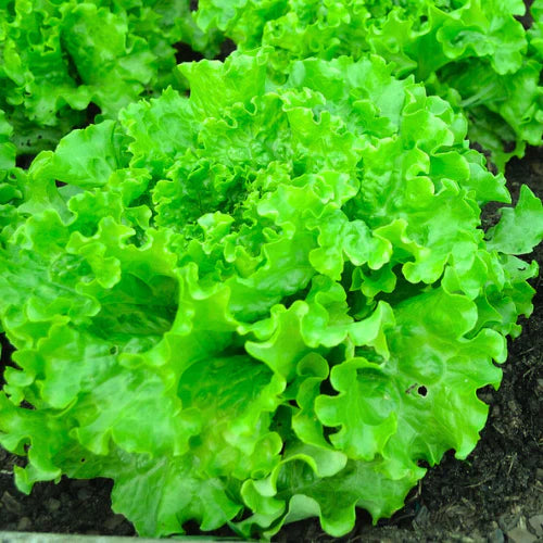 "Lettuce Green Salad Seeds | Vegetable Seeds " - Branzia Herbs