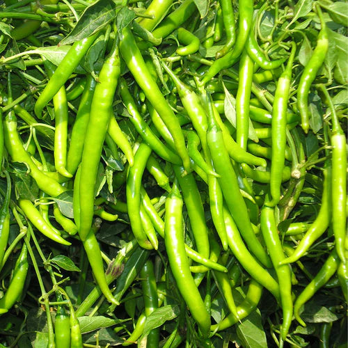 "Chilli F1 Hari Mirch | Vegetable Seeds " - Branzia Herbs