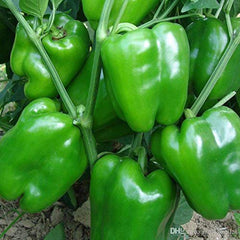 "Green Capsicum Shimla Mirch F1 | Vegetable Seeds " - Branzia Herbs