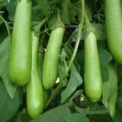 "Brinjal Long Green | Vegetable Seeds " - Branzia Herbs