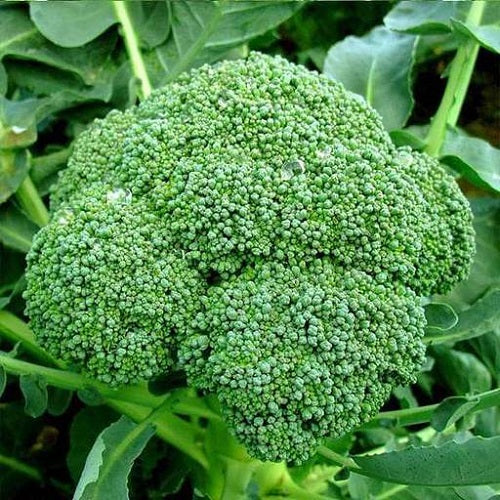 "Broccoli F1 | Vegetable Seeds " - Branzia Herbs