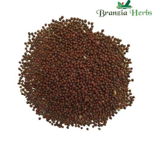 "Broccoli F1 | Vegetable Seeds " - Branzia Herbs