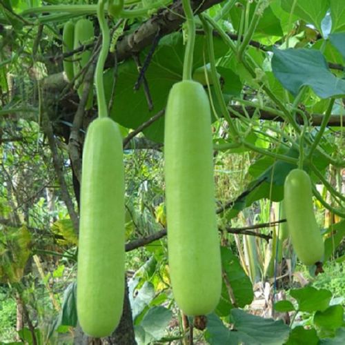 "Bottle Gourd Lauki Long F1 | Vegetable Seeds " - Branzia Herbs