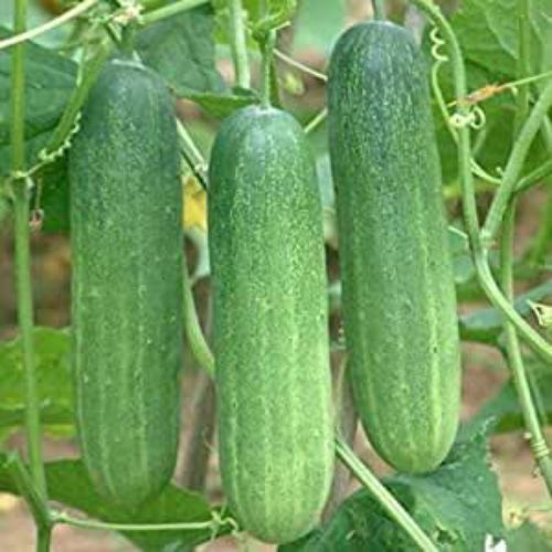 "Cucumber Kheera F1 | Vegetable Seeds " - Branzia Herbs