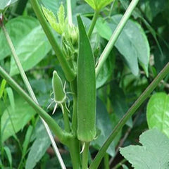 "Bhindi Okra Lady Finger | Vegetable Seeds " - Branzia Herbs