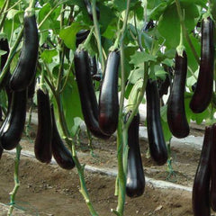 "Brinjal Long Baingan | Vegetable Seeds " - Branzia Herbs