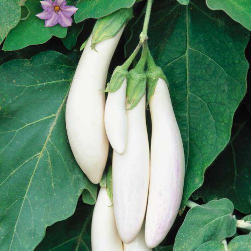 "White Brinjal Eggplant F1 | Vegetable Seeds " - Branzia Herbs