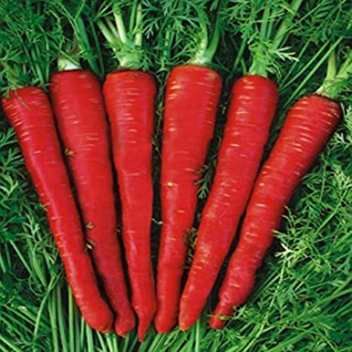 "Carrot Red Deep Desi | Vegetable Seeds " - Branzia Herbs