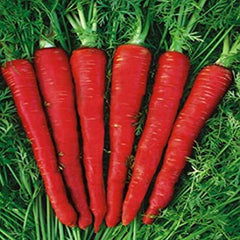 "Carrot Red Deep Desi | Vegetable Seeds " - Branzia Herbs