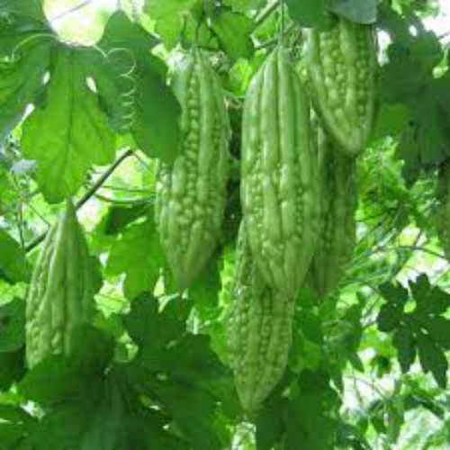 "Bittergourd Karela Long | Vegetable Seeds " - Branzia Herbs