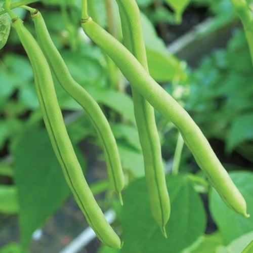 "French Bean | Vegetable Seeds " - Branzia Herbs